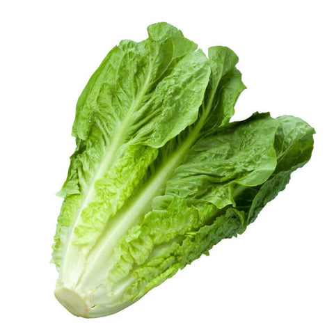 Hydroponic Romaine Lettuce