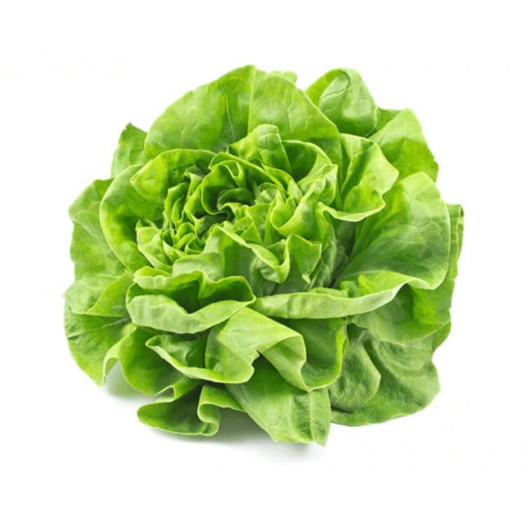 Hydroponic Butterhead Lettuce