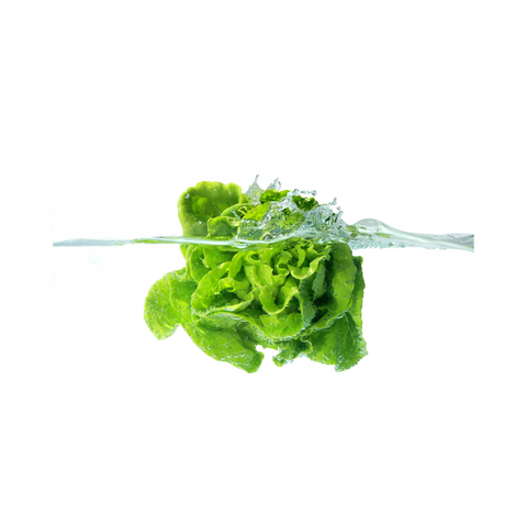 Hydroponic Butterhead Lettuce