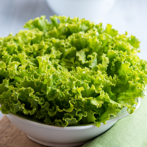 Hydroponic Locarno Lettuce
