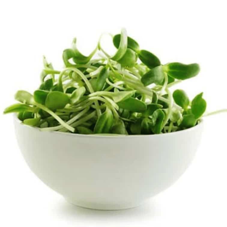Hydroponic Sunflower (Microgreens)