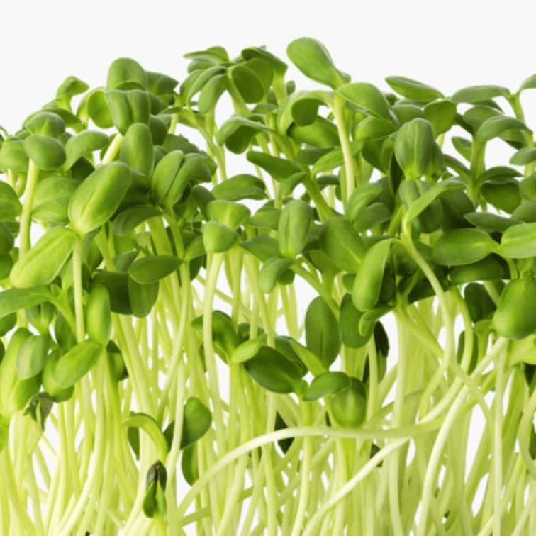Hydroponic Sunflower (Microgreens)