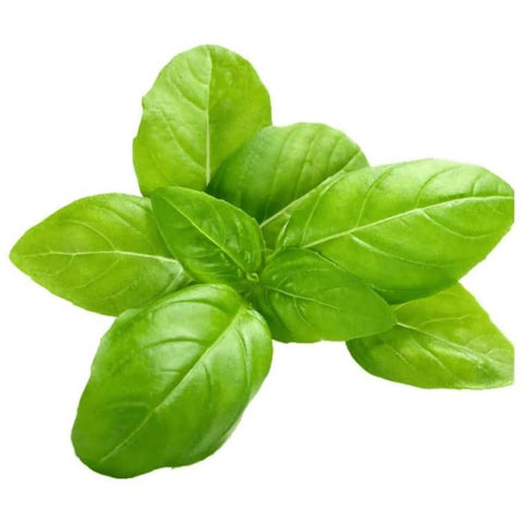 Hydroponic Italian Basil