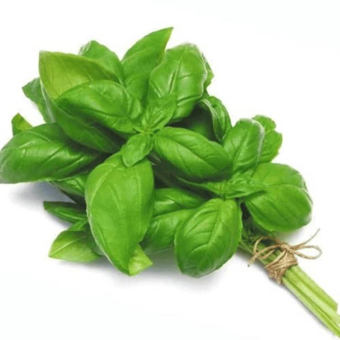 Hydroponic Italian Basil