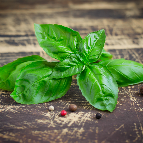 Hydroponic Italian Basil
