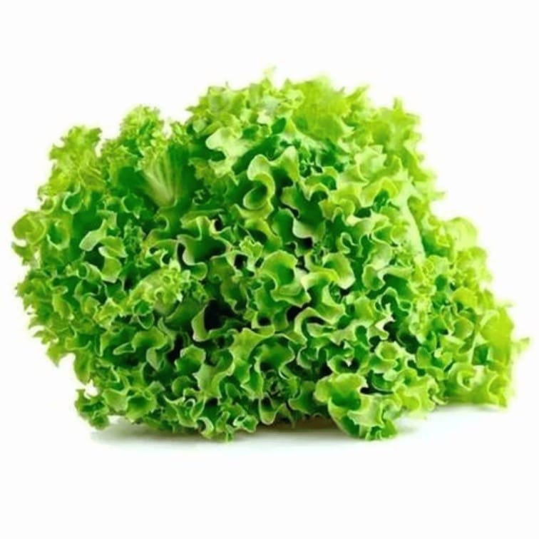Hydroponic Locarno Lettuce
