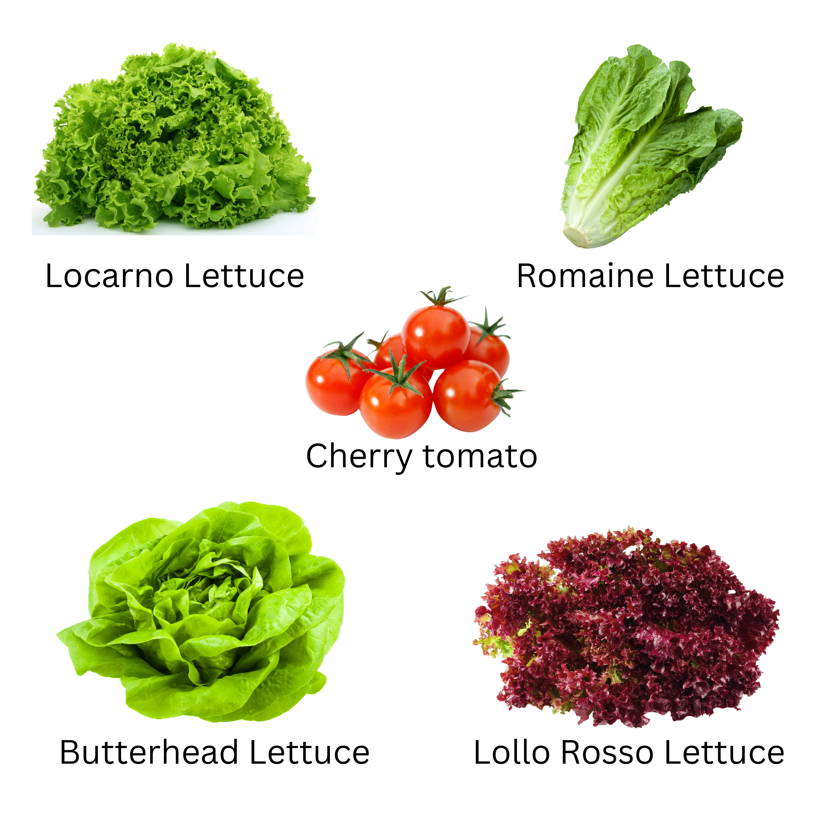 Hydroponic Green Salad Mix