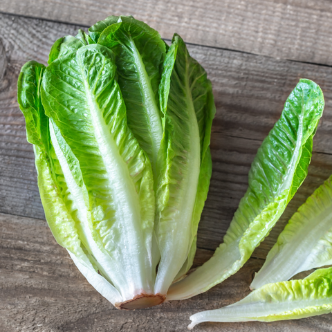 Hydroponic Romaine Lettuce