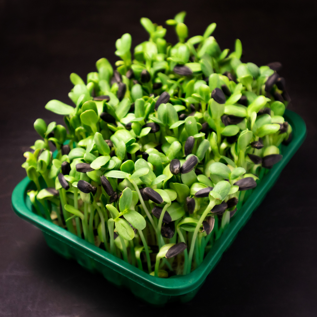 Hydroponic Sunflower (Microgreens)