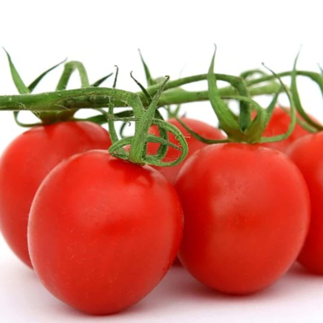 Hydroponic Cherry Tomato