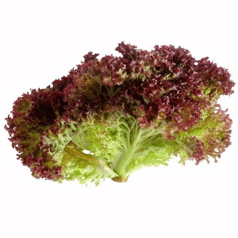 Hydroponic Lollo Rosso Lettuce