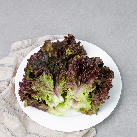 Hydroponic Lollo Rosso Lettuce