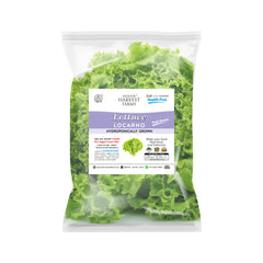 Hydroponic Locarno Lettuce