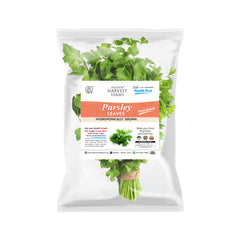 Hydroponic Parsley